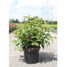 WEIGELA NAIN ROUGE® (Weigelia) En pot de 10-12 litres forme buisson extra