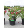 WEIGELA NAIN ROUGE® (Weigelia) En pot de 4-5 litres forme buisson