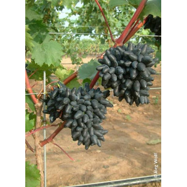 VIGNE DE TABLE PHILIPP cov (Vitis vinifera)