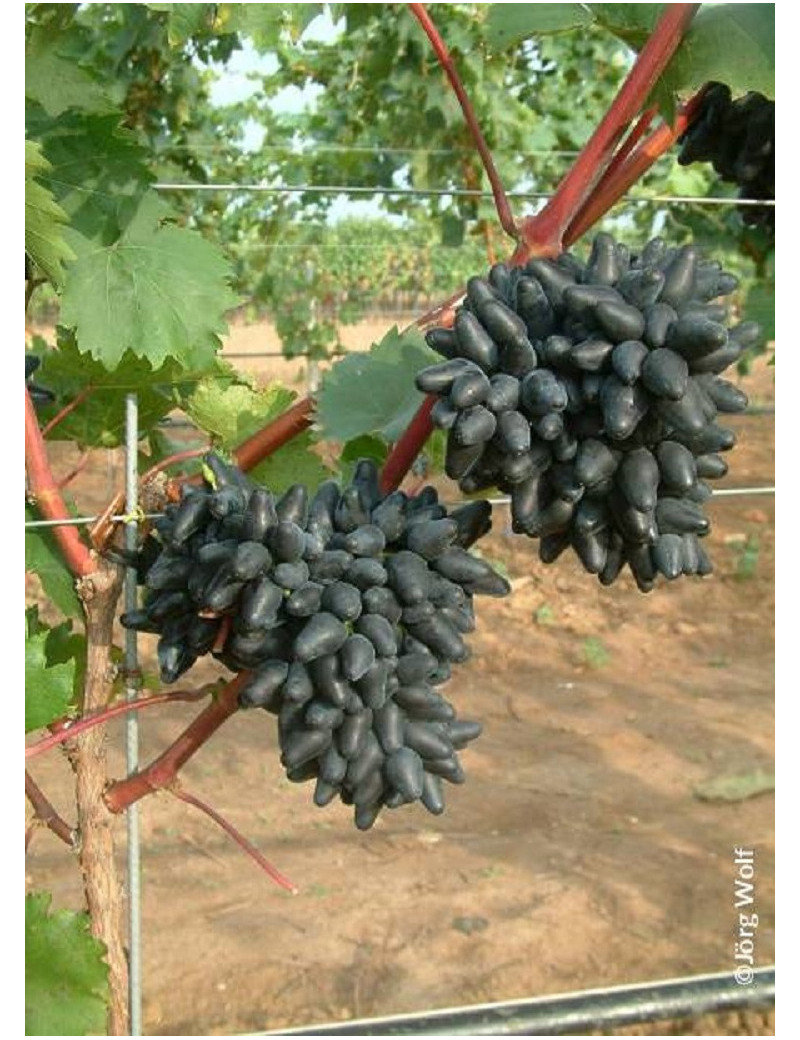 VIGNE DE TABLE PHILIPP cov (Vitis vinifera)