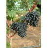 VIGNE DE TABLE PHILIPP