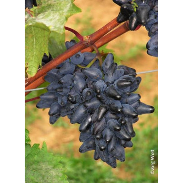 VIGNE DE TABLE PHILIPP cov (Vitis vinifera)