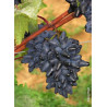 VIGNE DE TABLE PHILIPP