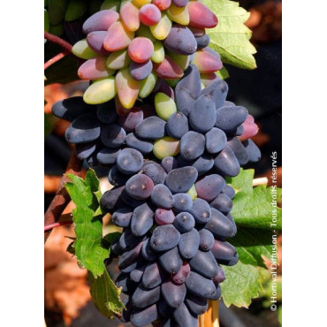 VIGNE DE TABLE PHILIPP cov (Vitis vinifera)