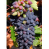 VIGNE DE TABLE PHILIPP
