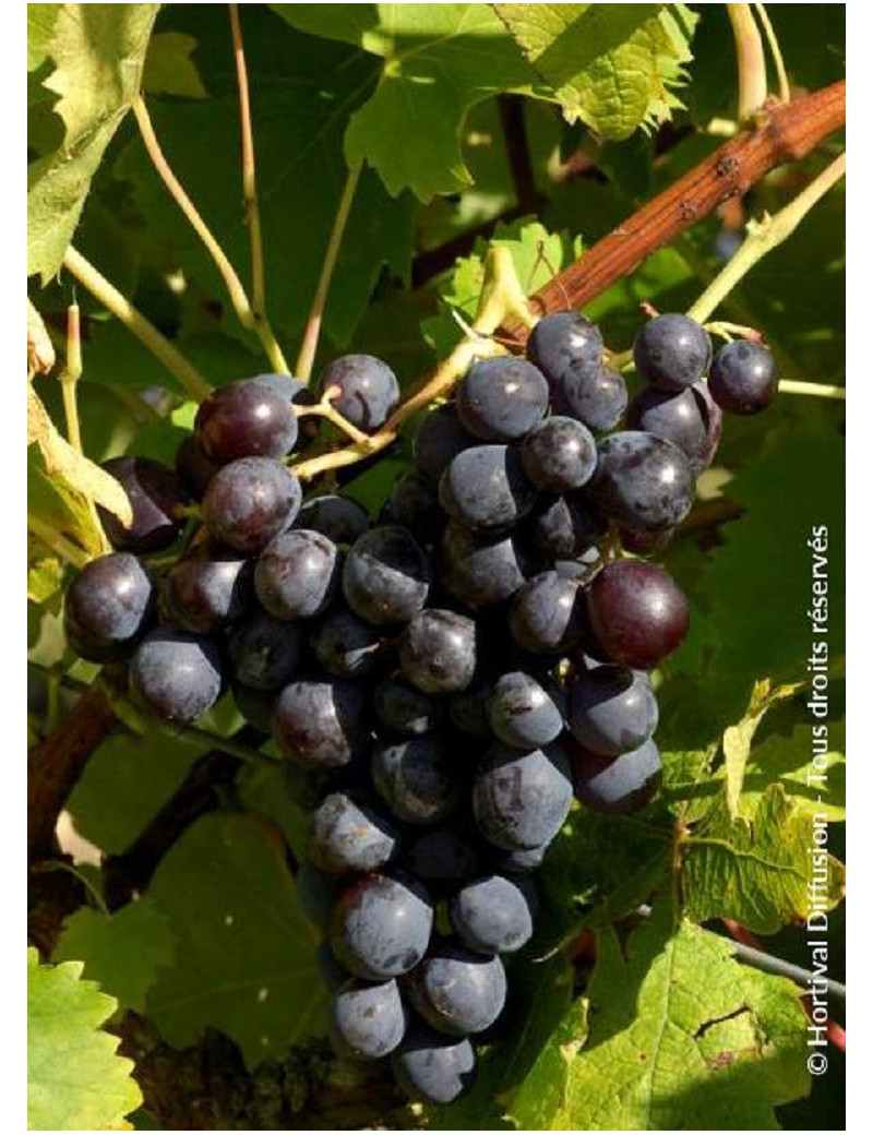 VIGNE DE TABLE MUSCAT DE HAMBOURG (Vitis vinifera)