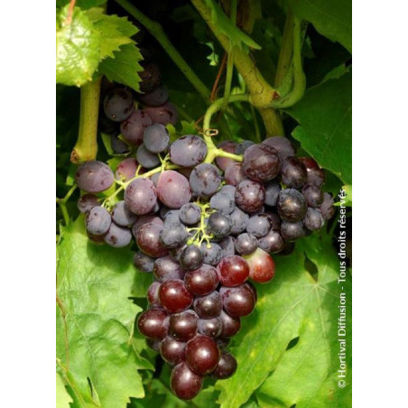 VIGNE DE TABLE MUSCAT DE HAMBOURG (Vitis vinifera)