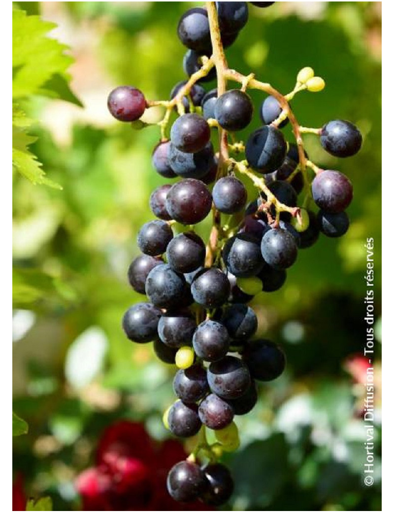 VIGNE DE TABLE MUSCAT BLEU (Vitis vinifera)