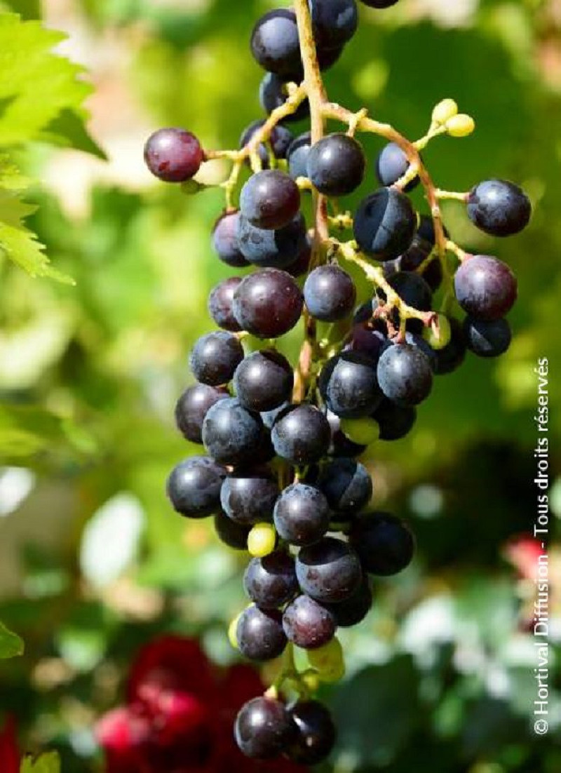 VIGNE DE TABLE MUSCAT BLEU