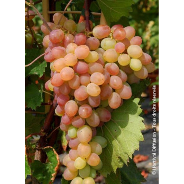 VIGNE DE TABLE KATHARINA cov (Vitis vinifera)