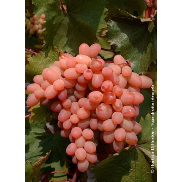 VIGNE DE TABLE KATHARINA cov (Vitis vinifera)