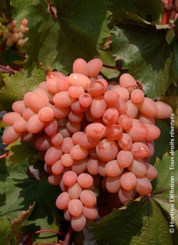 VIGNE DE TABLE KATHARINA