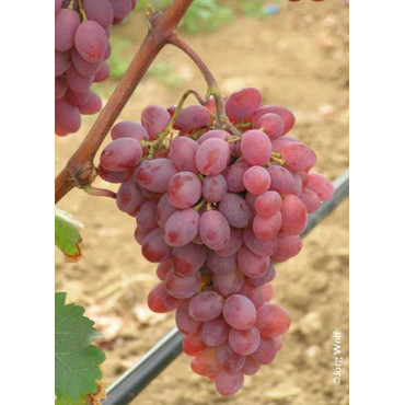 VIGNE DE TABLE KATHARINA cov (Vitis vinifera)