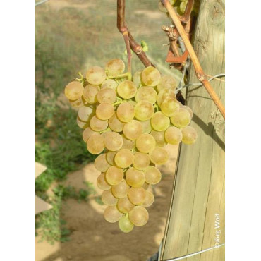 VIGNE DE TABLE FANNY cov (Vitis vinifera)