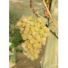 VIGNE DE TABLE FANNY cov (Vitis vinifera)