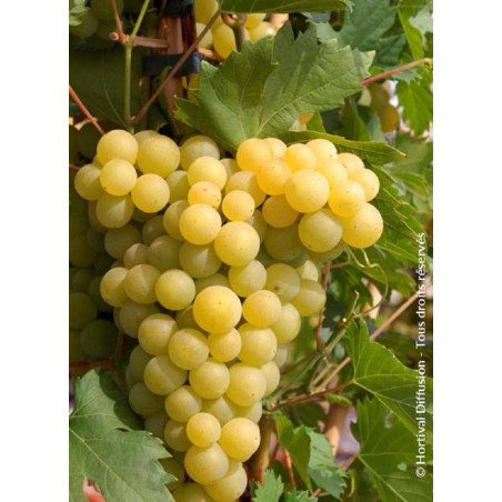 VIGNE DE TABLE FANNY cov (Vitis vinifera)