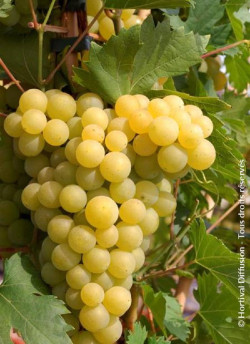 VIGNE DE TABLE FANNY