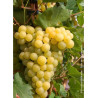 VIGNE DE TABLE FANNY cov (Vitis vinifera)