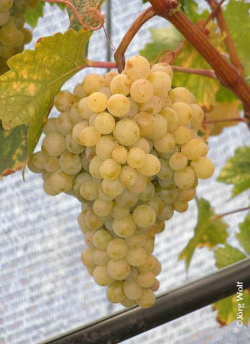 VIGNE DE TABLE EVITA