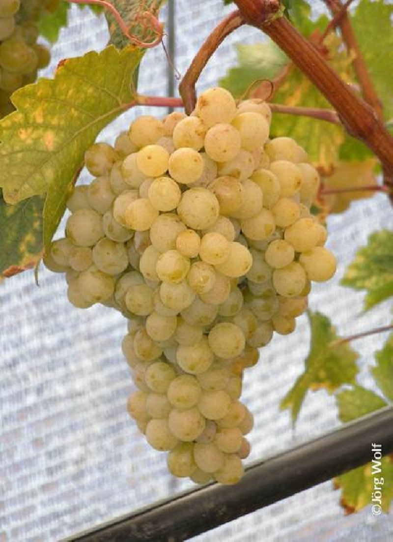 VIGNE DE TABLE EVITA