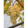 VIGNE DE TABLE EVITA