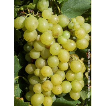 VIGNE DE TABLE DATTIER DE BEYROUTH (Vitis vinifera)