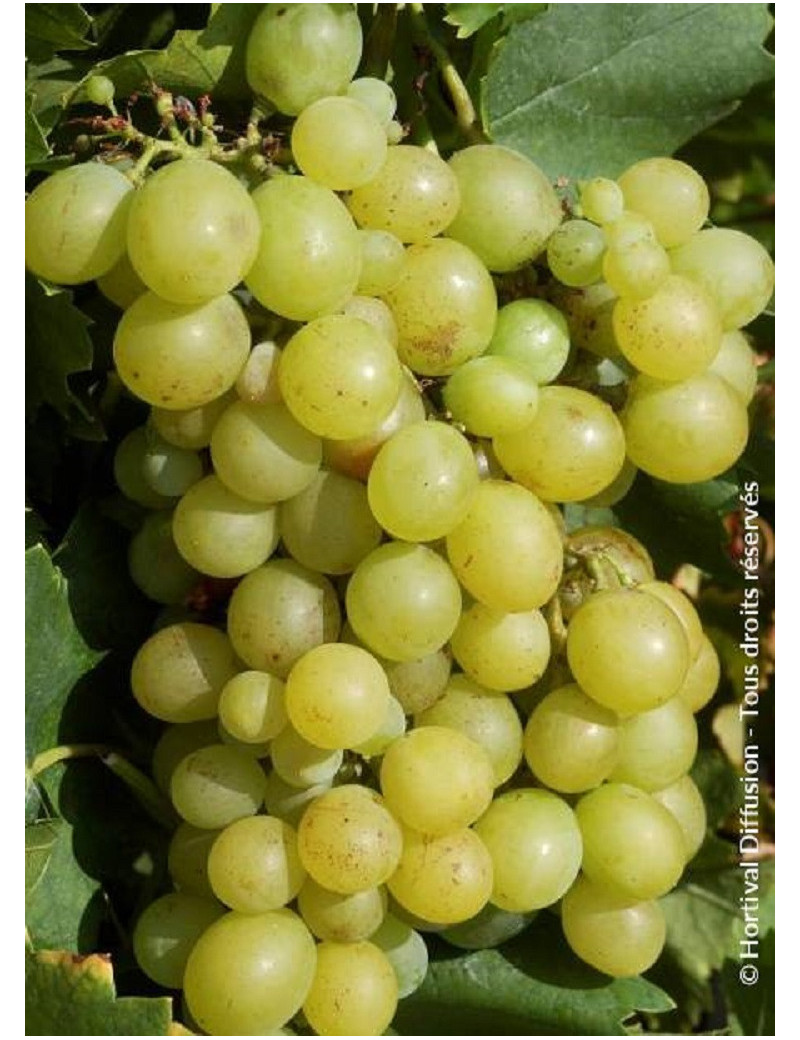 VIGNE DE TABLE DATTIER DE BEYROUTH (Vitis vinifera)