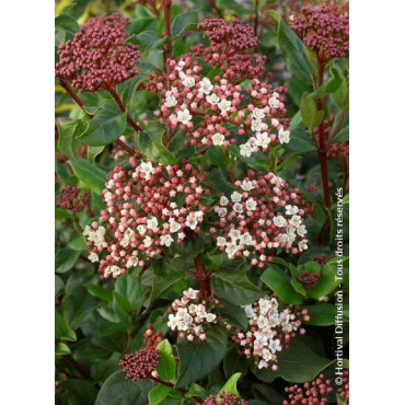 VIBURNUM tinus EVE PRICE (Laurier tin Eve Price)