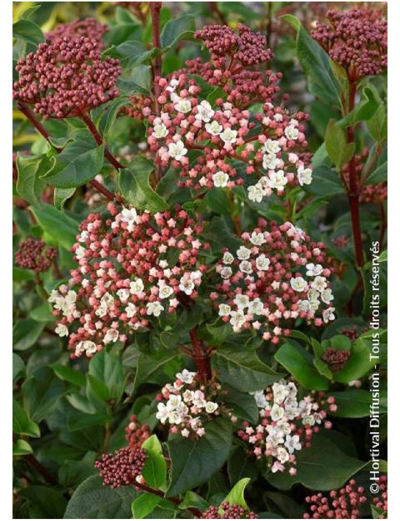 VIBURNUM tinus EVE PRICE (Laurier tin Eve Price)