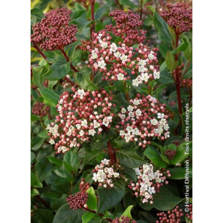 VIBURNUM tinus EVE PRICE (Laurier tin Eve Price)