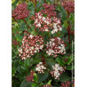 VIBURNUM tinus EVE PRICE (Laurier tin Eve Price)