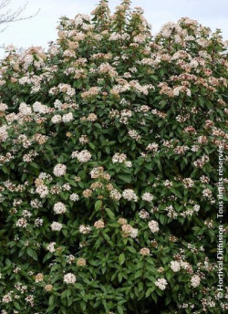 VIBURNUM tinus EVE PRICE