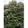 VIBURNUM tinus EVE PRICE (Laurier tin Eve Price)