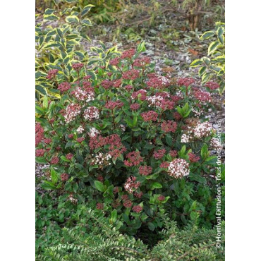 VIBURNUM tinus EVE PRICE (Laurier tin Eve Price)