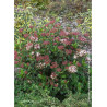 VIBURNUM tinus EVE PRICE (Laurier tin Eve Price)