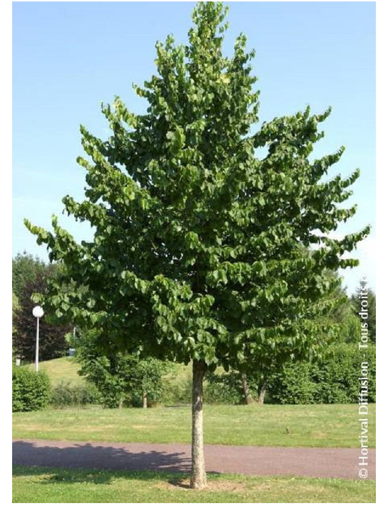 TILIA platyphyllos (Tilleul de Hollande)