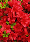 azalee-du-japon-arabesk-azalea-japonica-arabesk.jpg