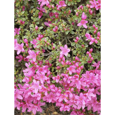 AZALEA japonica BEETHOVEN (Azalée japonaise)