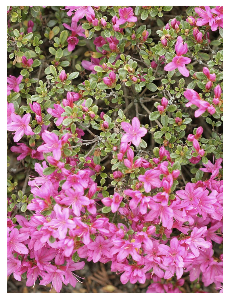 AZALEA japonica BEETHOVEN (Azalée japonaise)