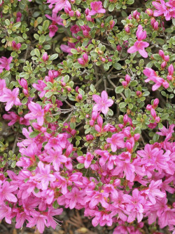 AZALEA japonica BEETHOVEN