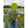 AZALEA japonica En pot de 4-5 litres diamètre 030-040 cm