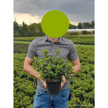 AZALEA japonica (Azalée japonaise) En pot de 2-3 litres forme buisson