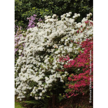 AZALEA japonica DOROTHY HEIDEN (Azalée japonaise)