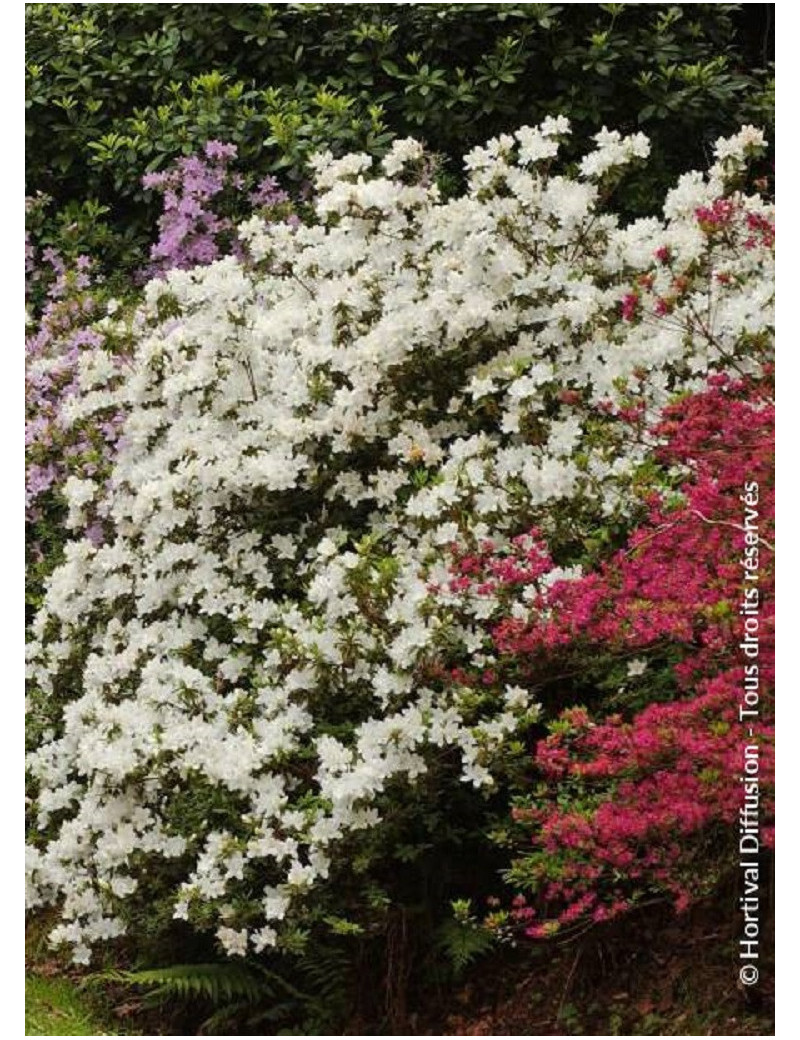 AZALEA japonica DOROTHY HEIDEN (Azalée japonaise)