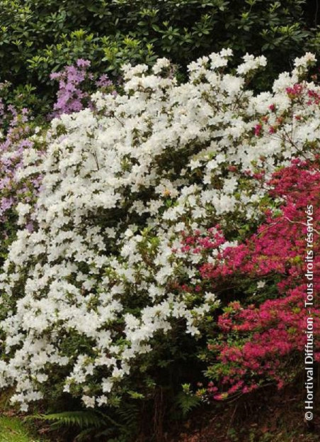azalee-du-japon-dorothy-heiden-azalea-japonica-dorothy-heiden.jpg