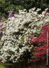 azalee-du-japon-dorothy-heiden-azalea-japonica-dorothy-heiden.jpg
