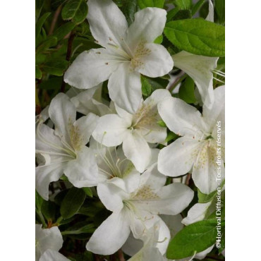 AZALEA japonica DOROTHY HEIDEN (Azalée japonaise)