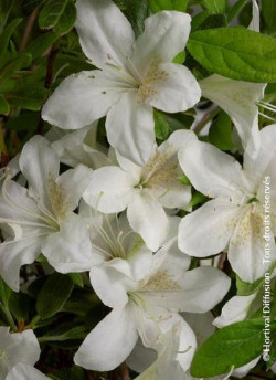 azalee-du-japon-dorothy-heiden-azalea-japonica-dorothy-heiden-1.jpg