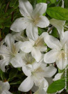 azalee-du-japon-dorothy-heiden-azalea-japonica-dorothy-heiden-1.jpg