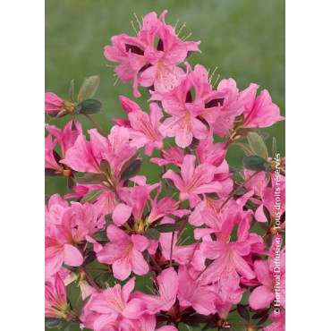 AZALEA japonica GILBERT MULLIE (Azalée japonaise)